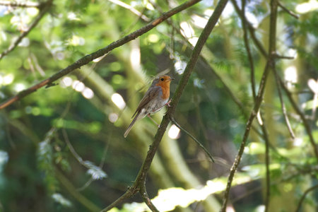 European robin (Erithacus rubecula) sitting on a tree branch in Zurich, Switzerland