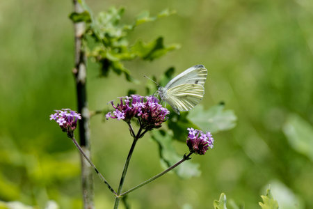 Green-veined white butterfly (Pieris napi) perched on purple flower in Zurich, Switzerland