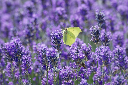 Common brimstone butterfly (Gonepteryx rhamni) sitting on lavender in Zurich, Switzerlandの写真素材
