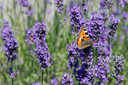 Small tortoiseshell butterfly (Aglais urticae) perched on lavender plant in Zurich, Switzerlandの写真素材