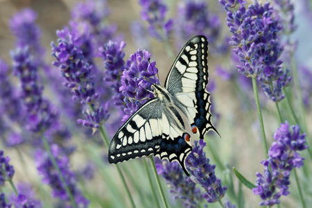 Old World Swallowtail or common yellow swallowtail (Papilio machaon) sitting on lavender in Zurich, Switzerlandの写真素材