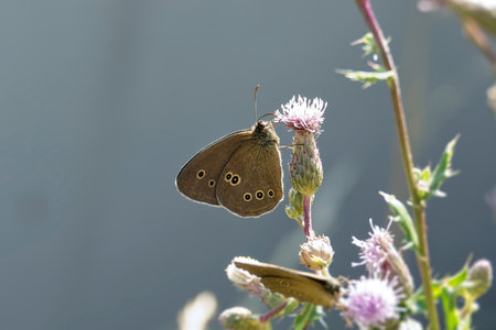 Ringlet (Aphantopus hyperantus) butterfly sitting on a pink flower in Zurich, Switzerlandの写真素材