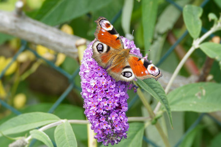 European peacock butterfly (Aglais io) perched on summer lilac in Zurich, Switzerlandの写真素材