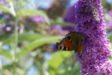European peacock butterfly (Aglais io) perched on summer lilac in Zurich, Switzerlandの写真素材