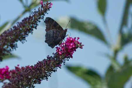 European peacock butterfly (Aglais io) perched on summer lilac in Zurich, Switzerland