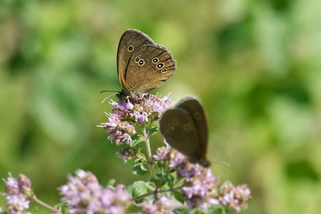 Ringlet (Aphantopus hyperantus) butterfly sitting on a light pink flower in Switzerland
