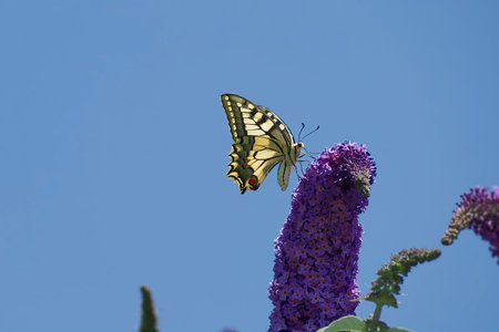 Old World Swallowtail or common yellow swallowtail (Papilio machaon) sitting on summer lilac in...