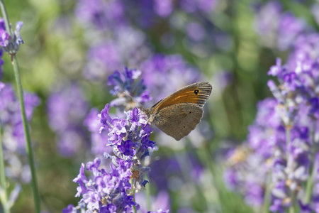 Meadow brown (maniola jurtina) butterfly perched on lavender in Zurich, Switzerland