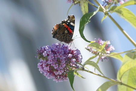 Red admiral butterfly (Vanessa atalanta) perched on summer lilac in Zurich, Switzerland
