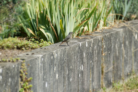 Juvenile Black Redstart (Phoenicurus ochruros) sitting on a stone wall in Zurich, Switzerland