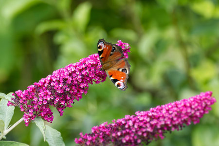 European peacock butterfly (Aglais io) perched on summer lilac in Zurich, Switzerland