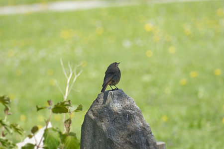 Juvenile Black Redstart (Phoenicurus ochruros) sitting on a stone in Rougemont, Switzerland