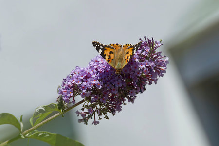 Painted Lady (Vanessa cardui) butterfly perched on summer lilac in Zurich, Switzerland