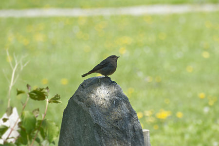 Juvenile Black Redstart (Phoenicurus ochruros) sitting on a stone in Rougemont, Switzerland