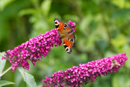 European peacock butterfly (Aglais io) perched on summer lilac in Zurich, Switzerland