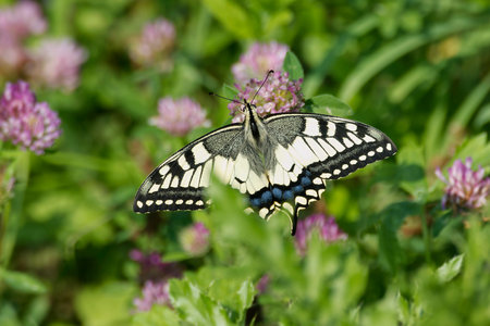 Old World Swallowtail or common yellow swallowtail (Papilio machaon) sitting on pink flower
