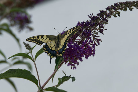 Old World Swallowtail or common yellow swallowtail (Papilio machaon) sitting on summer lilac in...