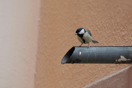 Great tit (Parus major) sitting on a pipe sticking out of a balcony in Zurich, Switzerland