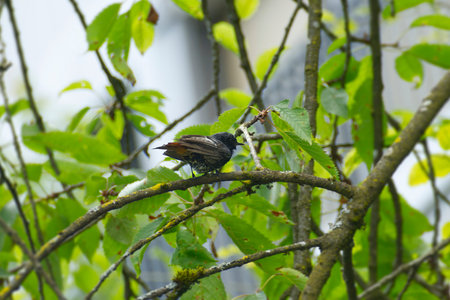 Black Redstart (Phoenicurus ochruros) sitting in a tree after taking a dip in Zurich, Switzerland