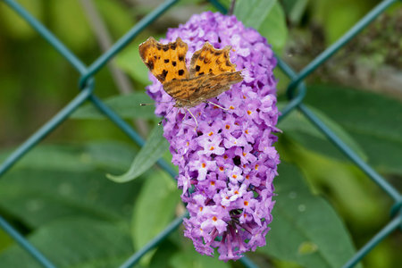 Comma butterfly (Polygonia c-album) perched on summer lilac in Zurich, Switzerland