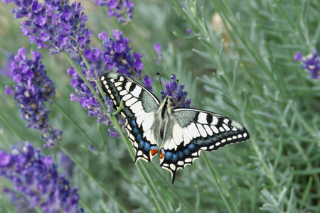 Old World Swallowtail or common yellow swallowtail (Papilio machaon) sitting on lavender in Zurich,...