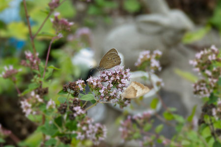 Ringlet (Aphantopus hyperantus) butterfly sitting on a light pink flower in Zurich, Switzerland