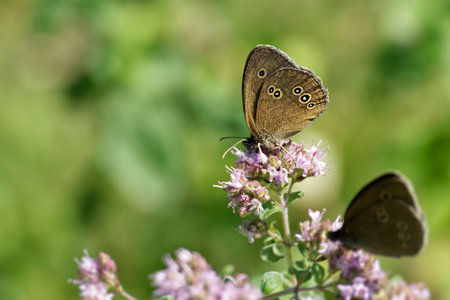 Ringlet (Aphantopus hyperantus) butterfly sitting on a light pink flower in Zurich, Switzerlandの写真素材
