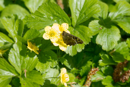Speckled Wood Butterfly (Pararge aegeria) perched on yellow marsh marigoldの写真素材