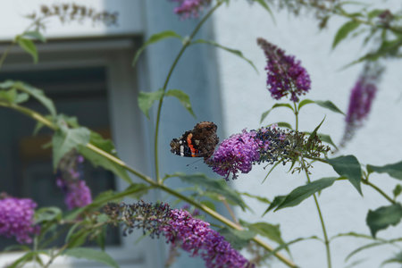 Red admiral butterfly (Vanessa atalanta) perched on summer lilac in Zurich, Switzerland