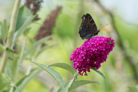 European peacock butterfly (Aglais io) perched on summer lilac in Zurich, Switzerlandの写真素材