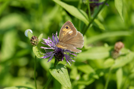 Meadow brown (maniola jurtina) butterfly sitting on a pink flower in Zurich, Switzerlandの写真素材