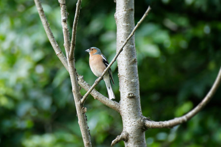 Male common chaffinch (Fringilla coelebs) sitting in a tree in Zurich, Switzerlandの写真素材