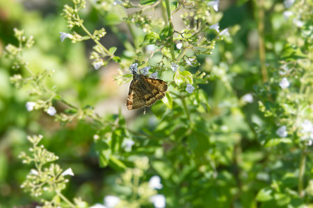 Burnet companion moth (Euclidia glyphica) butterfly perched on a white flower in Zurich, Switzerlandの写真素材
