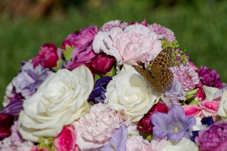 Silver-washed Fritillary butterfly (Argynnis paphia) sitting on a white rose in Zurich, Switzerlandの写真素材