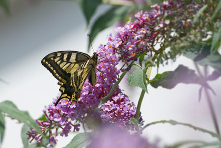 Old World Swallowtail or common yellow swallowtail (Papilio machaon) sitting on summer lilac in Zurich, Switzerlandの写真素材