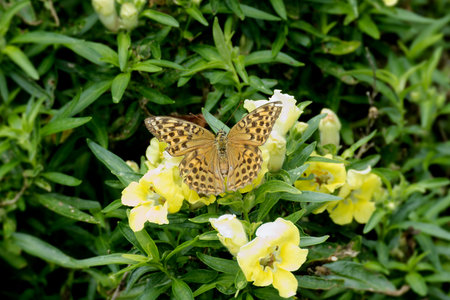 Silver-washed Fritillary butterfly (Argynnis paphia) sitting on yellow flower in Zurich, Switzerland