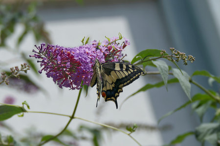 Old World Swallowtail or common yellow swallowtail (Papilio machaon) sitting on summer lilac in...