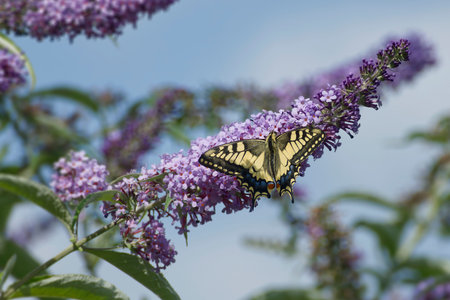 Old World Swallowtail or common yellow swallowtail (Papilio machaon) sitting on summer lilac in...