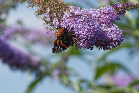 Red admiral butterfly (Vanessa atalanta) perched on summer lilac in Zurich, Switzerland