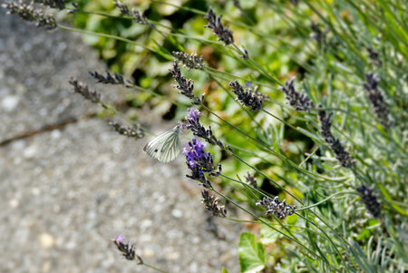 Green-veined White (Pieris napi) butterfly sitting on lavenderの写真素材