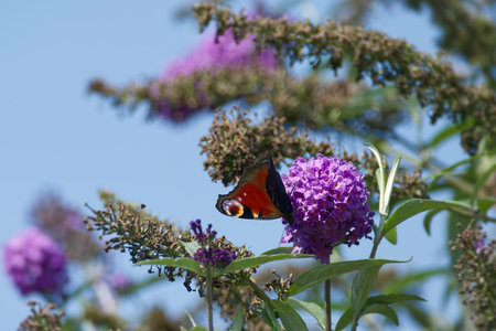 European peacock butterfly (Aglais io) perched on summer lilac in Zurich, Switzerland