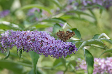 Comma butterfly (Polygonia c-album) perched on summer lilac in Zurich, Switzerland