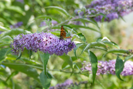 Comma butterfly (Polygonia c-album) perched on summer lilac in Zurich, Switzerland