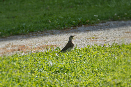 Fieldfare (Turdus pilaris) sitting on grass in Switzerland
