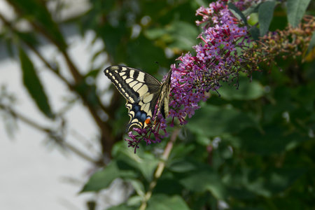 Old World Swallowtail or common yellow swallowtail (Papilio machaon) sitting on summer lilac