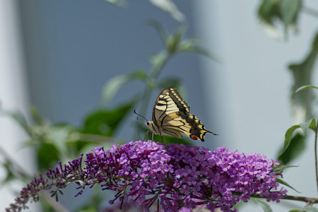Old World Swallowtail or common yellow swallowtail (Papilio machaon) sitting on summer lilac