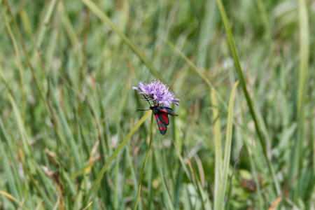 Six-spot Burnet (Zygaena filipendulae) sitting on a small scabious in Rougemont, Switzerlandの写真素材