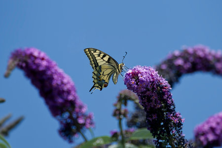 Old World Swallowtail or common yellow swallowtail (Papilio machaon) sitting on summer lilac