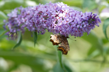Comma butterfly (Polygonia c-album) perched on summer lilac in Zurich, Switzerland