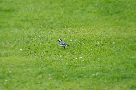 White Wagtail (Motacilla alba) sitting on grass in Zurich, Switzerlandの写真素材